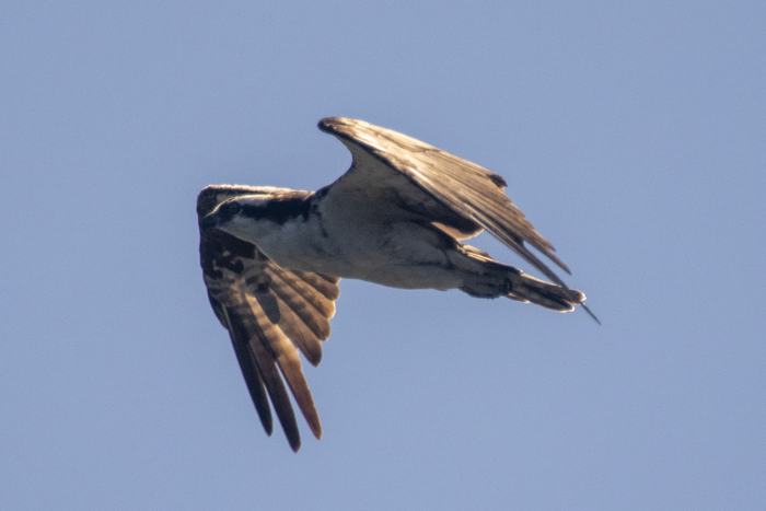 Balbuzard en vol