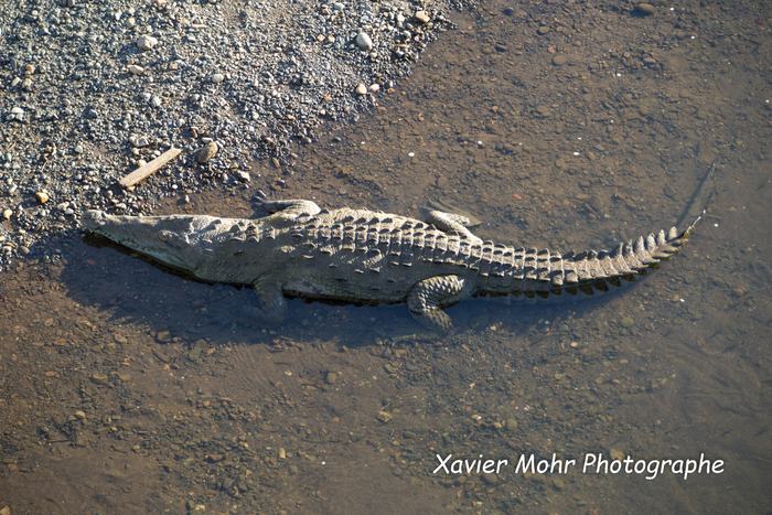 Crocodile au soleil