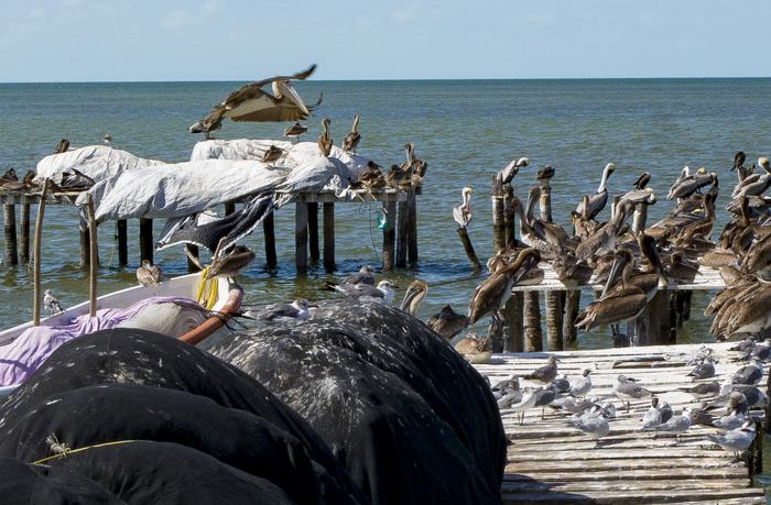 Pélicans sur le ponton