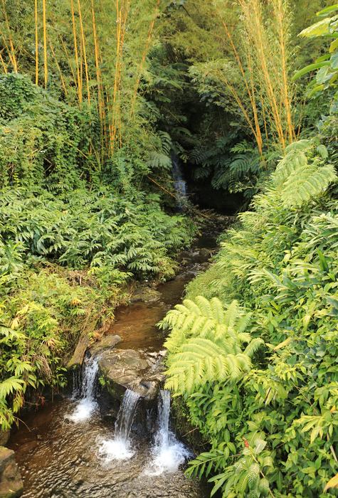Ruisseau sous les bambous