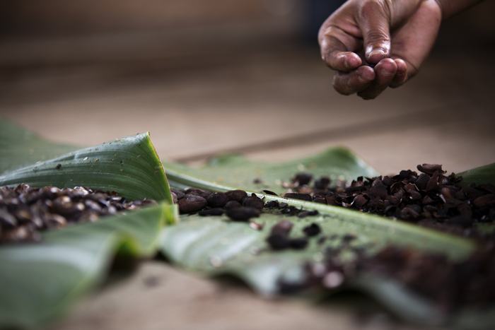 Grains de cacao