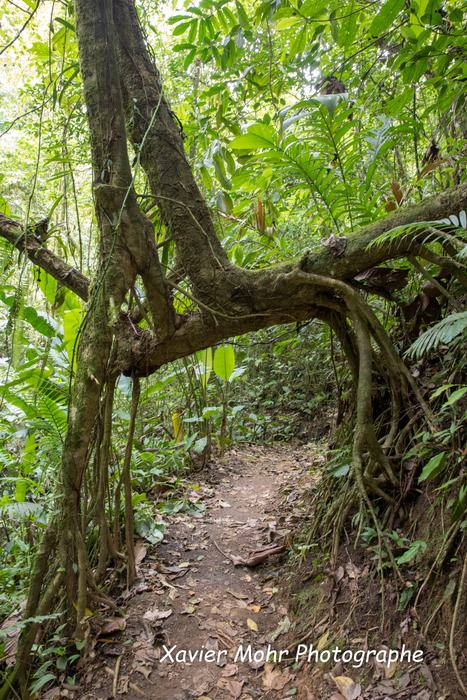 Sentier dans la jungle